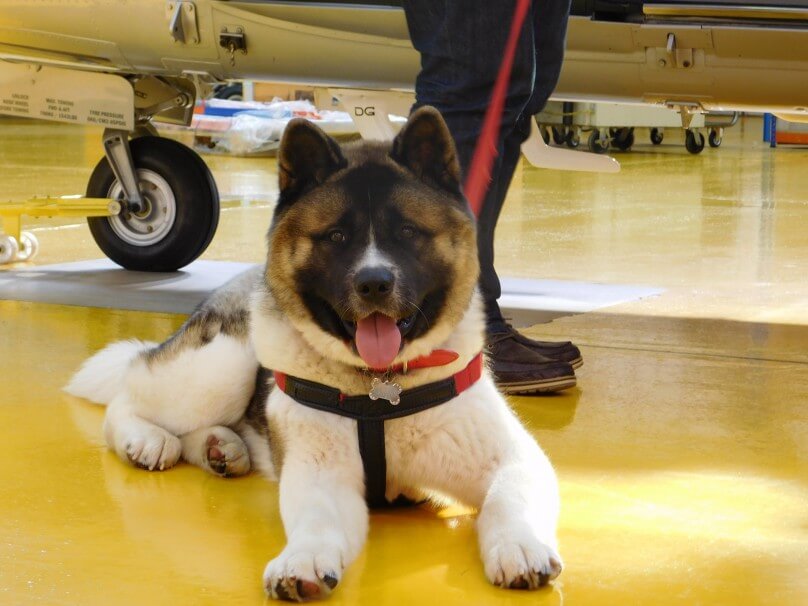 Charter-a ltd pet travel on one of our private jets